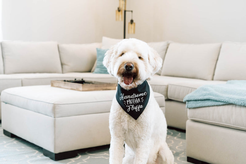 Grooming Tips Every Doodle Owner Should Know